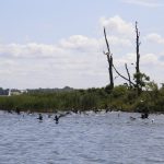 Ptaki na tle jeziora w oddali widoczny brzeg